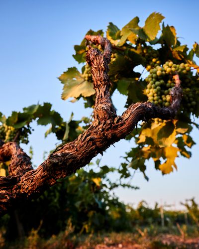 A glass of Feudi Salentini